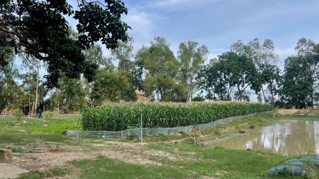 Men vi sinh bản địa – giải pháp căn cơ giảm mùi hôi và nước rỉ rác