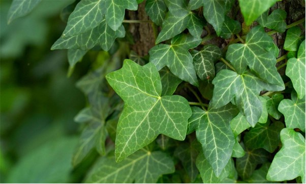 Kinh nghiệm mua thuốc ho cho bé – Đừng để mất tiền vì hàng không chất lượng